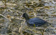 Tiere, Vögel - Kranichvögel  Blässhuhn_Fulica atra_Eurasian Coot 05.JPG