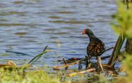 Tiere, Vögel - Kranichvögel  Teichralle_Gallinula chloropus_Common Moorhen 06.JPG