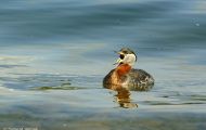 Tiere, Vögel - Lappentaucher  Rothalstaucher_Podiceps grisegena_Red-necked Grebe 05.JPG