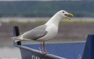Tiere, Vögel - Regenpfeiferartige Vögel  Beringmöwe_Larus glaucescens_Glaucous-winged Gull 05.JPG