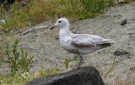 Tiere, Vögel - Regenpfeiferartige Vögel  Polarmöwe_Larus glaucoides_Iceland Gull 03.JPG