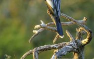 Tiere, Vögel - Ruderfüßer  Amerikanischer Schlangenhalsvogel_Anhinga anhinga_Anhinga 02.JPG