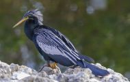 Tiere, Vögel - Ruderfüßer  Amerikanischer Schlangenhalsvogel_Anhinga anhinga_Anhinga 04.JPG