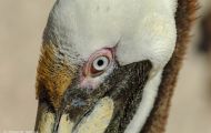 Tiere, Vögel - Ruderfüßer  Braunpelikan_Pelicanus occidentalis_Brown Pelican 05.JPG