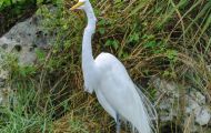 Tiere, Vögel - Ruderfüßer  Silberreiher_Ardea alba_Great Egret 02.JPG