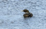 Tiere, Vögel - Seetaucher  Eistaucher_Gavia immer_Common Loon 02.JPG