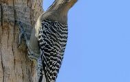 Tiere, Vögel - Spechtvögel  Gilaspecht_Melanerpes uropygialis_Gila Woodpecker 01.JPG