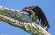 Tiere, Vögel - Spechtvögel  Helmspecht_Dryocopus pileatus_Pileated Woodpecker 04.JPG