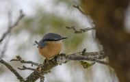 Tiere, Vögel - Sperlingsvögel  Kleiber_Sitta europaea_European Nuthatch 05.JPG