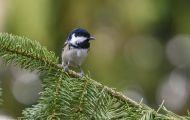 Tiere, Vögel - Sperlingsvögel  Tannenmeise_Parus ater_Coal Tit 03.JPG
