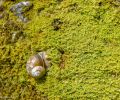 Weichtiere, Schnecken -  Weinbergschnecke_Helix pomatia_Edible Snail 02.JPG