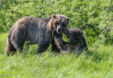 12 Braunbären in Alaska Titel-2.JPG