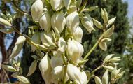 Agaven & Kakteen, Agaven  - Yucca  Seifenbaum Yucca 06.JPG