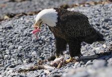 Alaskas Kenai Halbinsel - Weißkopfseeadler mit Fang am Kalifornsky Beach.JPG