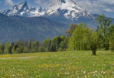 Oberbayerische Alpen - Frühlingswiese mit Watzmann im Hintergrund
