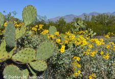 Flora und Fauna der Sonora Wüste - Saguaro National Park, Rincon Mountain District.JPG