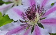 Gärten & Parks - Staudenpflanzen Clematis 05.JPG