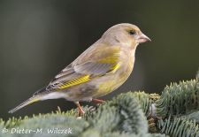 Heimische Gartenvögel - Gefiederte Freunde - Grünfink.JPG