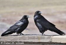 Heimische Gartenvögel - Gefiederte Freunde - Kolkrabe.JPG