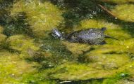 Reptilien, Schildkröten - Europäische Sumpfschildkröte_Emys orbicularis_European Pond Tortoise 02.JPG