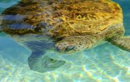 Reptilien, Schildkröten - Unechte Karettschildkröte_Caretta caretta_Loggerhead Turtle 02.JPG