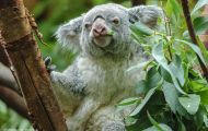 Tiere, Säugetiere - Beuteltiere  Koalabär_Phascolarctos cinereus_Koala bear 02.JPG