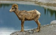 Tiere, Säugetiere - Huftiere  Dickhornschafwidder_Ovis canadensis_Bighorn Sheep 11.JPG