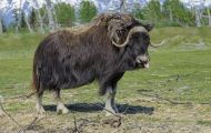 Tiere, Säugetiere - Huftiere  Moschusochse_Ovibos moschatus_Muskox 02.JPG