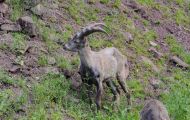 Tiere, Säugetiere - Huftiere  Steinbock_Capra ibex_Wild Goat 04.JPG