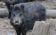 Tiere, Säugetiere - Huftiere  Wildschwein_Sus scrofa_Wild Boar 02.JPG