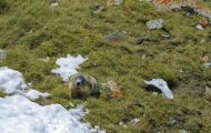 Tiere, Säugetiere - Nagetiere  Alpenmurmeltier_Marmota marmota_Alpine Marmot 01.JPG