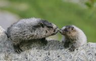 Tiere, Säugetiere - Nagetiere  Eisgraues Murmeltier_Marmota caligata_Hoary Marmot 06.JPG