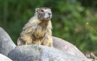 Tiere, Säugetiere - Nagetiere  Gelbbauchmurmeltier_ Marmota flaviventris_Yellow Bellied Marmot 05.JPG