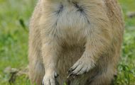 Tiere, Säugetiere - Nagetiere  Schwarzschwanz Präriehund_Cynomys ludovianus_Black-Tailed Prairie Dog 05.JPG