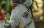 Tiere, Säugetiere - Primaten  Listaffe_Saguinus oedipus_Cottontop Tamarin 03.JPG
