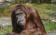 Tiere, Säugetiere - Primaten  Orang-Utan_Pongo pygmaeus_Orangutan 06.JPG