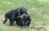Tiere, Säugetiere - Primaten  Schimpanse_Pan troglodytes_Common Chimpanzee 07.JPG
