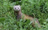 Tiere, Säugetiere - Raubtiere  Frettchen_Mustela putorius furo_Ferret 06.JPG