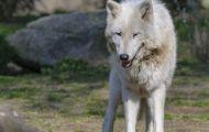 Tiere, Säugetiere - Raubtiere  Polarwolf_Canis lupus arctos_Arctic Wolfe 03.JPG