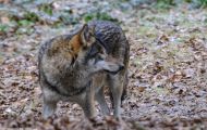 Tiere, Säugetiere - Raubtiere  Timberwolf_Canis lupus lycaon_Eastern Timber Wolf 02.JPG