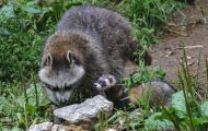 Tiere, Säugetiere - Raubtiere  Waschbär_Procyon lotor_Raccoon 04.JPG