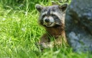 Tiere, Säugetiere - Raubtiere  Waschbär_Procyon lotor_Raccoon 10.JPG