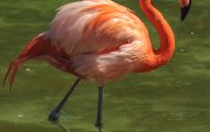 Tiere, Vögel - Flamingos  Orangenflamingo_aurantiaco phoenicopteris_Orange Flamingos 05.JPG