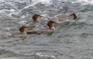 Tiere, Vögel - Gänsevögel  Gänsesäger_Mergus merganser_Common Merganser 03.JPG
