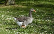 Tiere, Vögel - Gänsevögel  Graugans_Anser anser_Western Greylag Goose 05.JPG