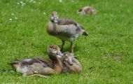 Tiere, Vögel - Gänsevögel  Nilgans_Alopochen aegyptiacus_Egyptian Goose 06.JPG