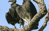 Tiere, Vögel - Greifvögel Rabengeier_Coragyps atratus_Black Vulture 03.JPG
