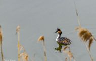 Tiere, Vögel - Lappentaucher  Haubentaucher_Podiceps cristatus_Great Crested Grebe 01.JPG