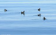 Tiere, Vögel - Regenpfeiferartige Vögel  Trottellumme_Uria aalge_Common Murre 08.JPG