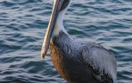 Tiere, Vögel - Ruderfüßer  Braunpelikan_Pelicanus occidentalis_Brown Pelican 01.JPG